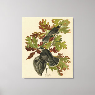Canada Jay (Grey Jay) - Audubon's Birds of America Canvas Print
