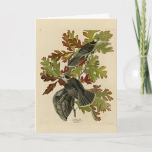 Canada Jay (Grey Jay) - Audubon's Birds of America Card