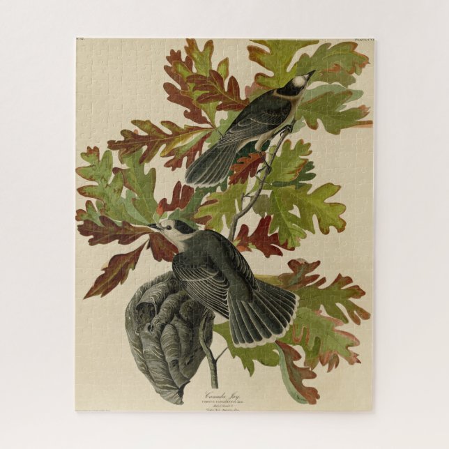 Canada Jay (Grey Jay) - Audubon's Birds of America Jigsaw Puzzle (Vertical)