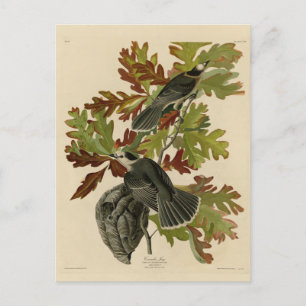 Canada Jay (Grey Jay) - Audubon's Birds of America Postcard