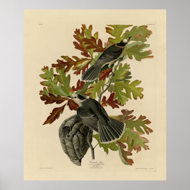 Canada Jay (Grey Jay) - Audubon's Birds of America Poster (Front)