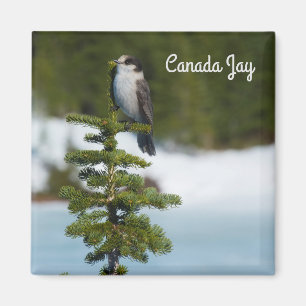 Canada Jay Magnet