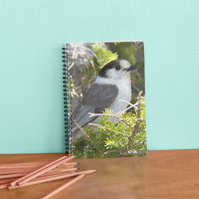 Canada Jay Nature Photo Notebook (In Situ)
