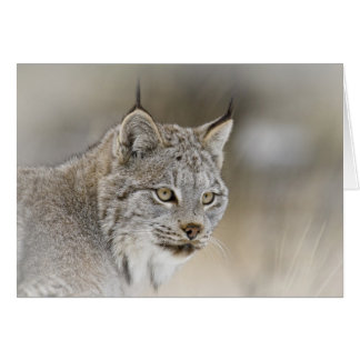 Canada Lynx