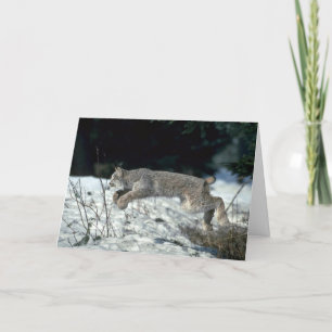 Canada lynx leaping, bounding on snow card