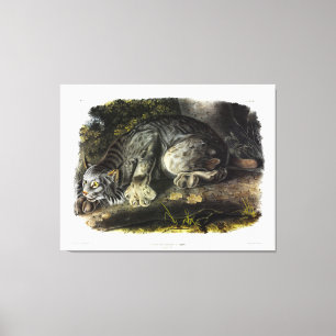 Canada Lynx (Lynx Canadensis) (Canadian Lynx) Canvas Print