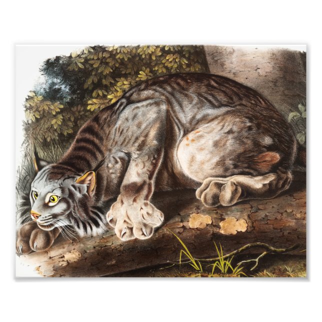 Canada Lynx (Lynx Canadensis) Illustration Photo Print (Front)