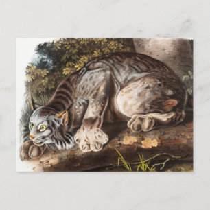Canada Lynx (Lynx Canadensis) Illustration Postcard