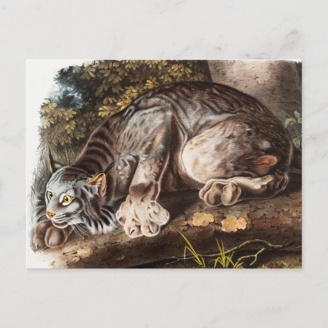Canada Lynx (Lynx Canadensis) Illustration Postcard (Front)