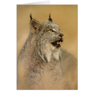 Canada Lynx (Lynx canadensis) - Wild Cats