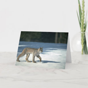 Canada lynx on snow card