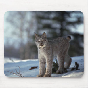 Canada lynx on snow mouse mat
