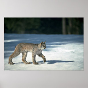 Canada lynx on snow poster