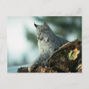 Canada lynx postcard