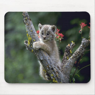 Canada Lynx-small kitten Mouse Mat
