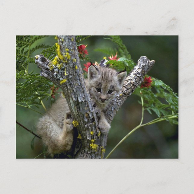 Canada Lynx-small kitten Postcard (Front)