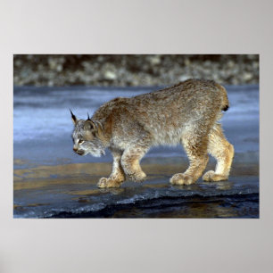 Canada lynx, winter poster