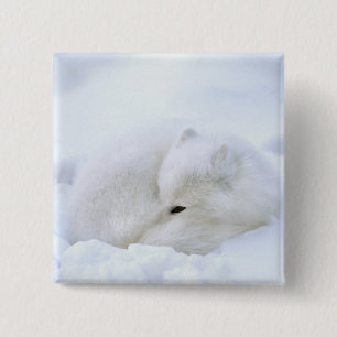 Canada, Manitoba, Churchill. Arctic Fox 15 Cm Square Badge