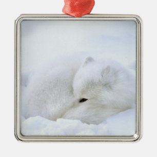 Canada, Manitoba, Churchill. Arctic Fox Metal Tree Decoration