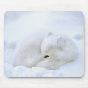 Canada, Manitoba, Churchill. Arctic Fox Mouse Mat