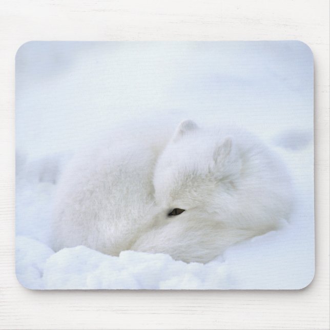 Canada, Manitoba, Churchill. Arctic Fox Mouse Mat (Front)