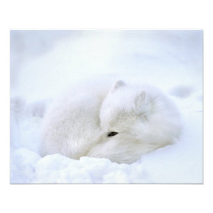 Canada, Manitoba, Churchill. Arctic Fox Photo Print