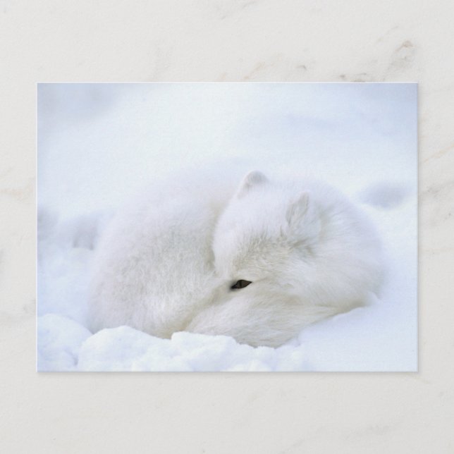 Canada, Manitoba, Churchill. Arctic Fox Postcard (Front)