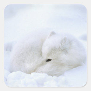Canada, Manitoba, Churchill. Arctic Fox Square Sticker