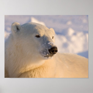 Canada, Manitoba, Hudson Bay, Churchill. 4 Poster