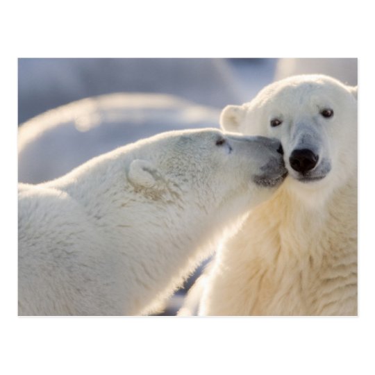 Canada, Manitoba, Hudson Bay, Churchill. Polar Postcard