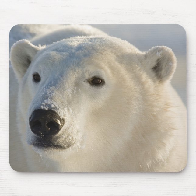 Canada, Manitoba, Hudson Bay | Polar Bear Mouse Mat (Front)