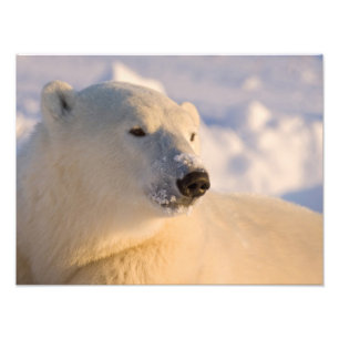 Canada, Manitoba, Hudson Bay Polar Bear Photo Print