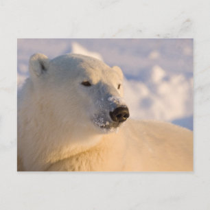 Canada, Manitoba, Hudson Bay   Polar Bear Postcard