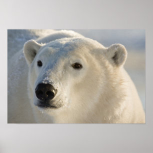 Canada, Manitoba, Hudson Bay   Polar Bear Poster