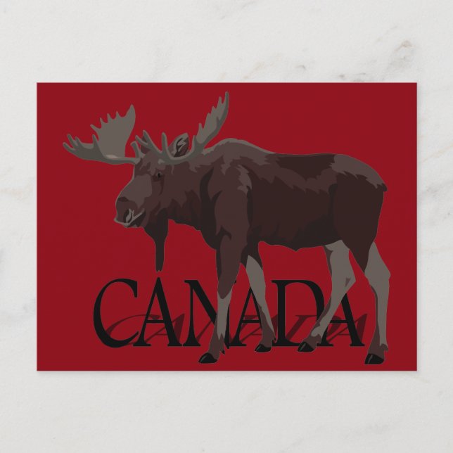 Canada Moose Postcards Canadian Souvenir Postcards (Front)