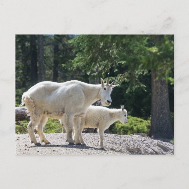 Canada - Mountain Goats postcard (Front)