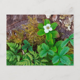 Canada, New Brunswick, , 2 Postcard