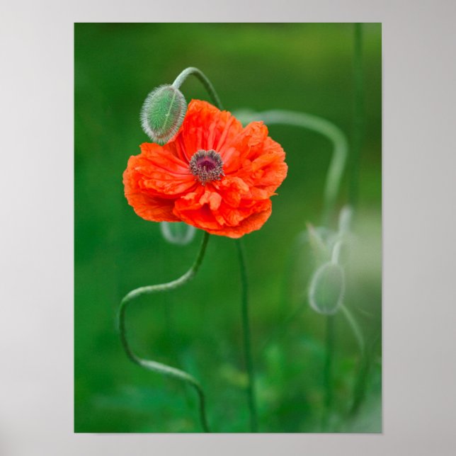 Canada, New Brunswick, ,  2 Poster (Front)