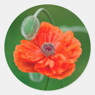 Canada, New Brunswick, , Classic Round Sticker