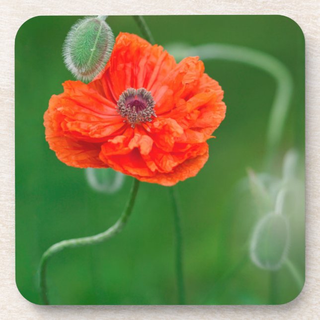 Canada, New Brunswick, , Coaster (Front)