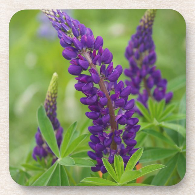 Canada, New Brunswick, . Coaster (Front)