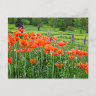 Canada, New Brunswick, . Landscape Postcard