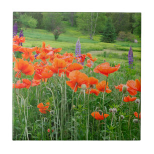 Canada, New Brunswick, . Landscape Tile