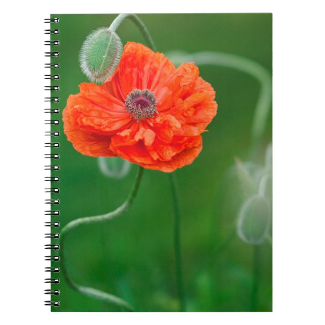 Canada, New Brunswick, , Notebook (Front)