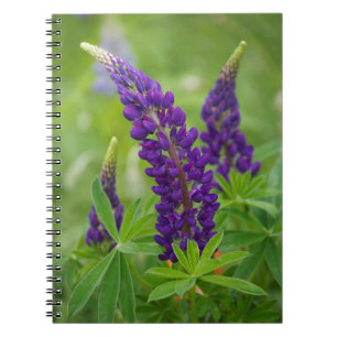 Canada, New Brunswick, . Notebook