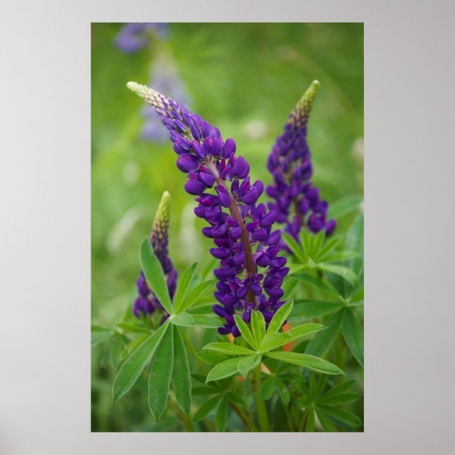 Canada, New Brunswick, . Poster (Front)