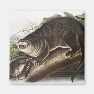 Canada Otter (Lutra Canadensis) Illustration Magnet