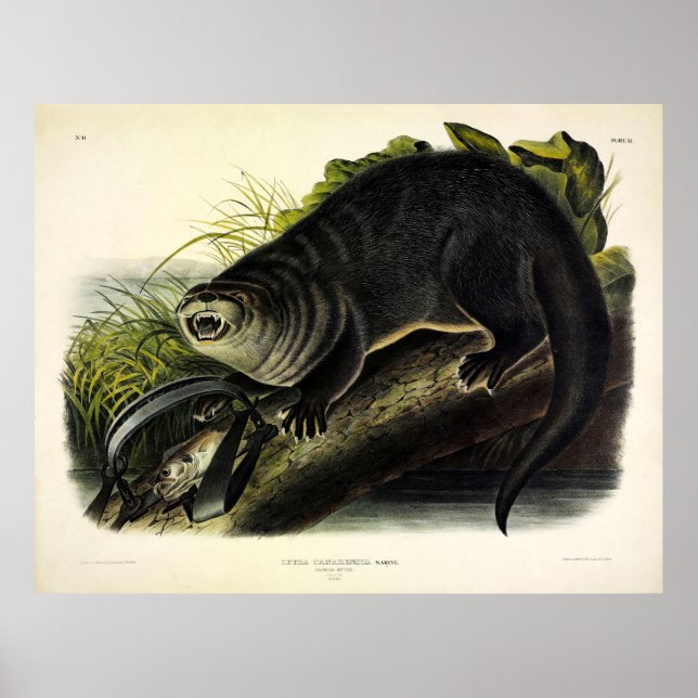 Canada Otter (River Otter) - Audubon's Quadrupeds Poster (Front)