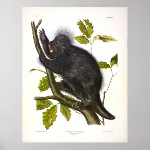 Canada Porcupine or North American Porcupine Poster