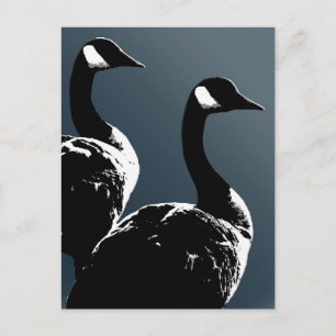 Canada Postcards Custom Canada Goose Postcards